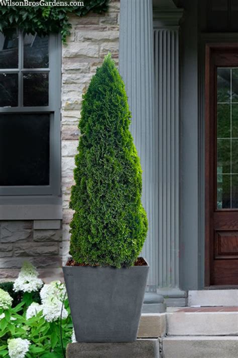 petite emerald arborvitae